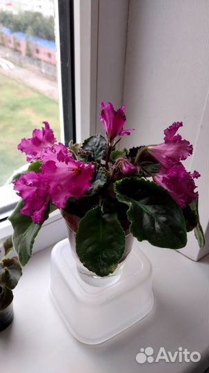 Детки сортовых фиалок