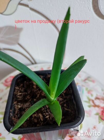 Сансевиерия и Алоэ