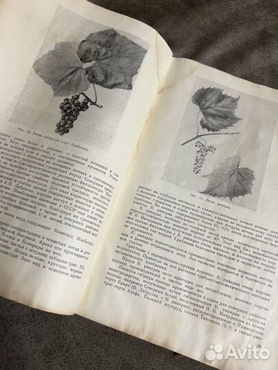 Виноградарство, Негруль Сельхозгиз, 1959