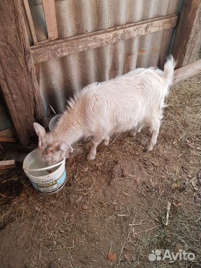 Зааненская коза