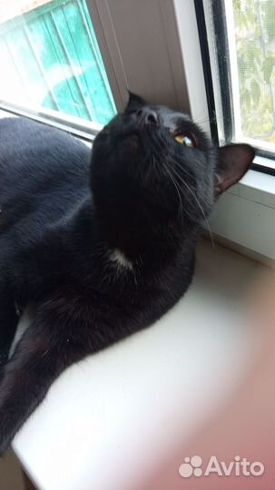 Красавчик в семью