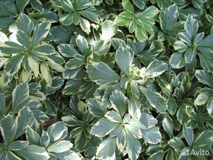 Пахизандра верхушечная Variegata