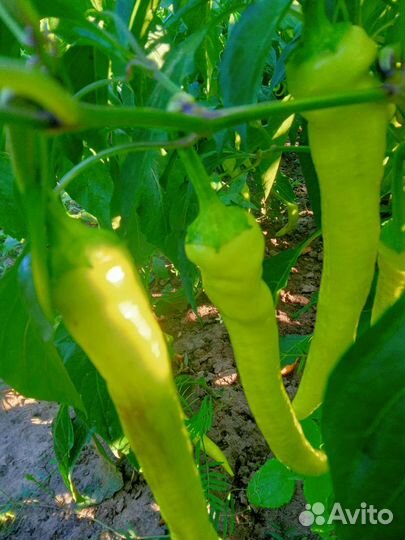 Перец цицак