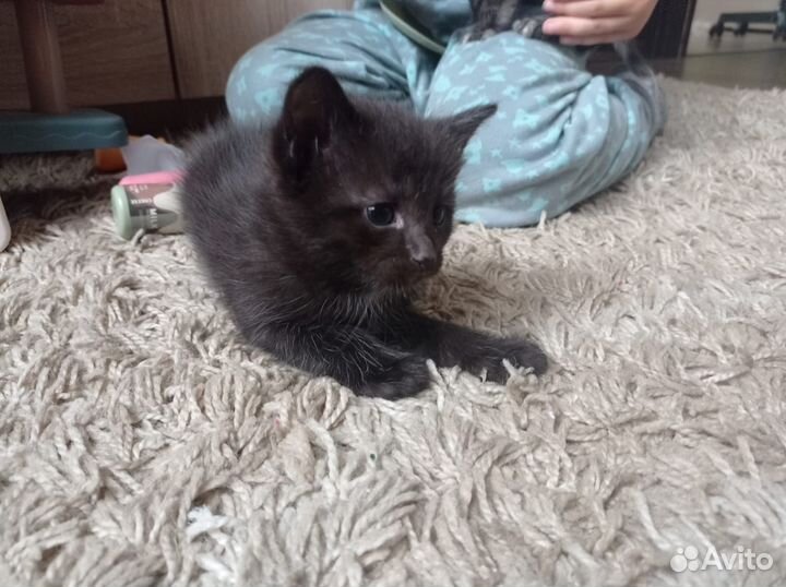 Котик-разбойник)