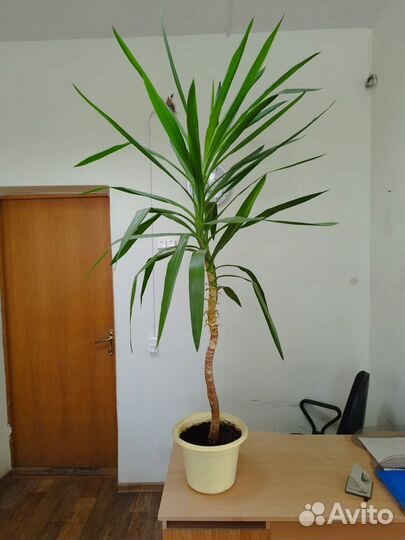 Офисные цветы