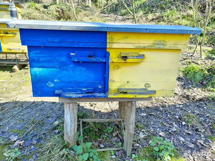 Пчёлы, матки Карника F1.Улей лежак. Улей с пчёлами
