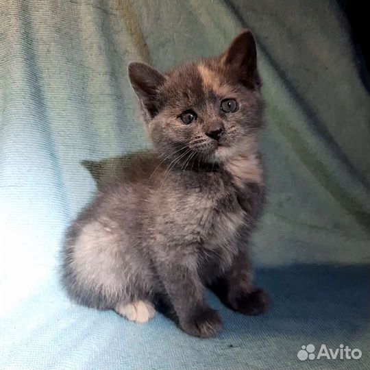 Котёнок кошечка