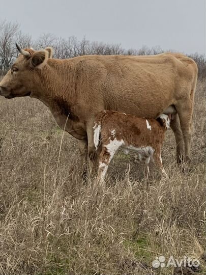 Стадо коров