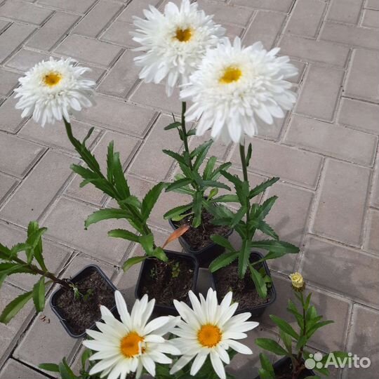 Садовые ромашки