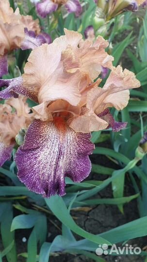 Ирисы сортовые