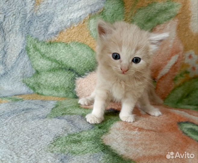 Котята 1 мес. пушистые