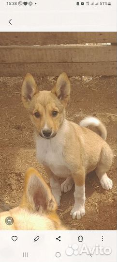 Щенок в добрые руки