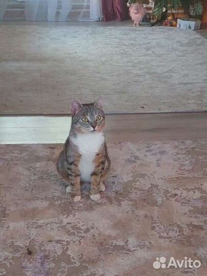 Уютный кот бесплатно