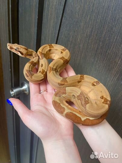 Королевская змея, удав, нигрита, кноблоха