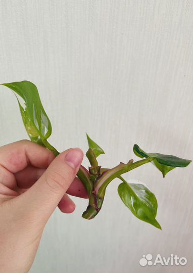 Филодендрон Белая принцесса