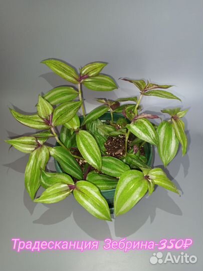 Традесканция зебрина