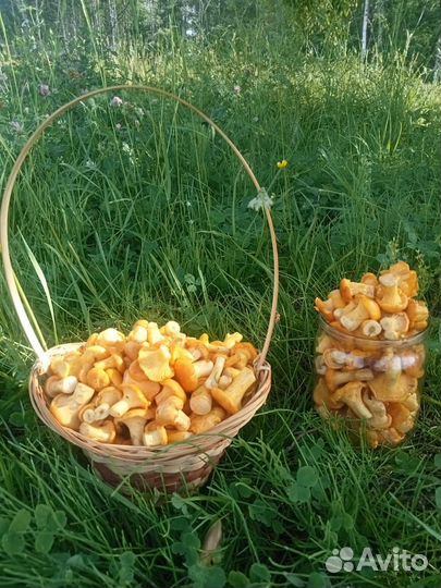 Свежие грибы