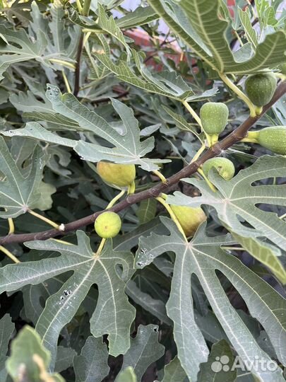 Инжир свежий