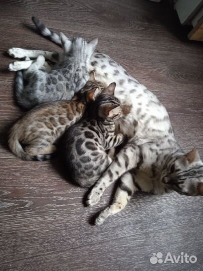 Бенгальская девочка