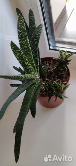 Суккуленты