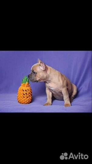 Американский булли покет