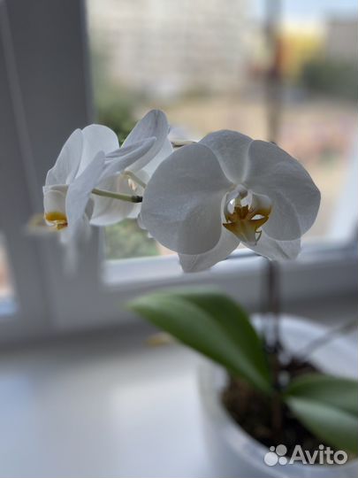 Орхидея дендробиум