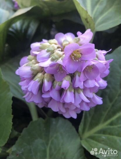 Садовые многолетники: анемона, василек, ирис