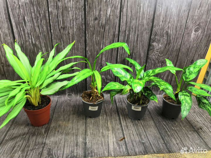 Аглаонема оптом и в розницу