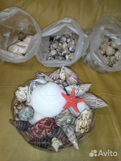 Морские ракушки