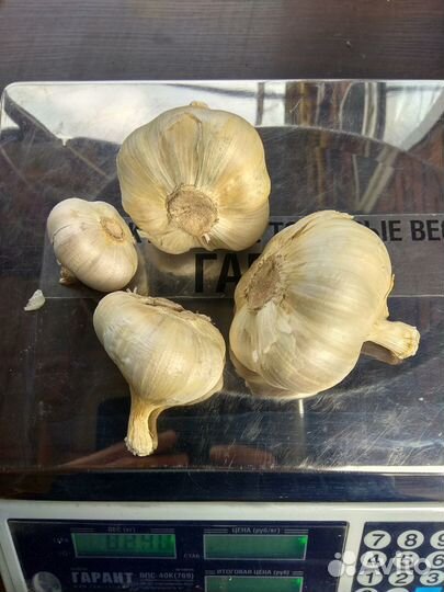 Чеснок, Рокамболь, Любаша, Комаров, Шалоты