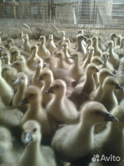 Цыплята бройлеры суточные, подрощенные,другая птиц