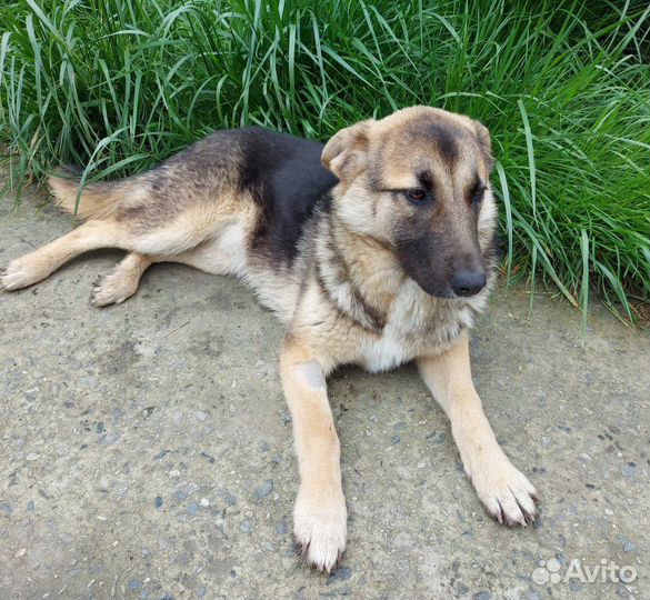 Собака умная ласковая 5 мес