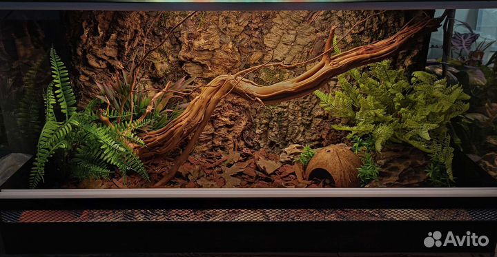 Оформление террариумов