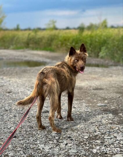 Разноцветноглазый 