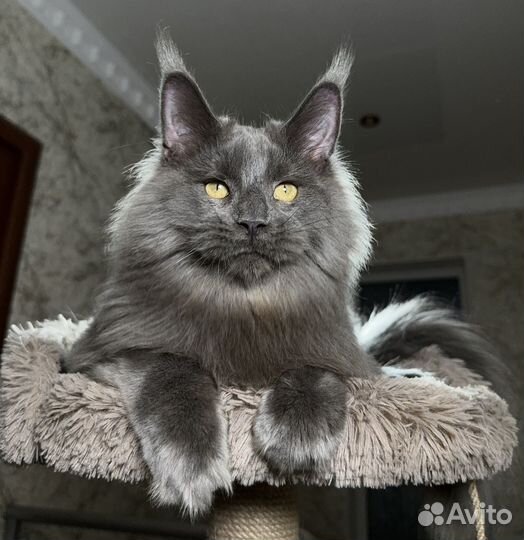 Лев