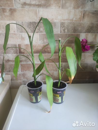 Бамбук счастья