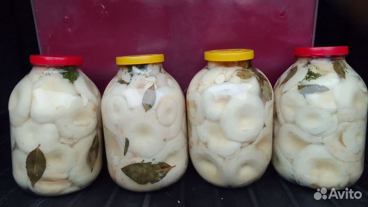 Грузди настоящие