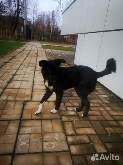 Щенок подрощенный