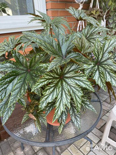 Бегония грифон