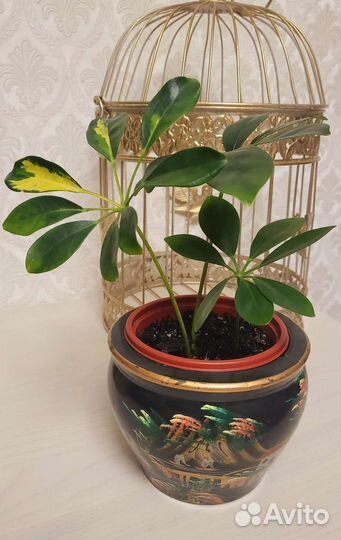 Шефлера вариегатная