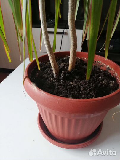 Драцена. Красивая и здоровая