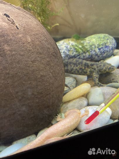 Тритон иглистый