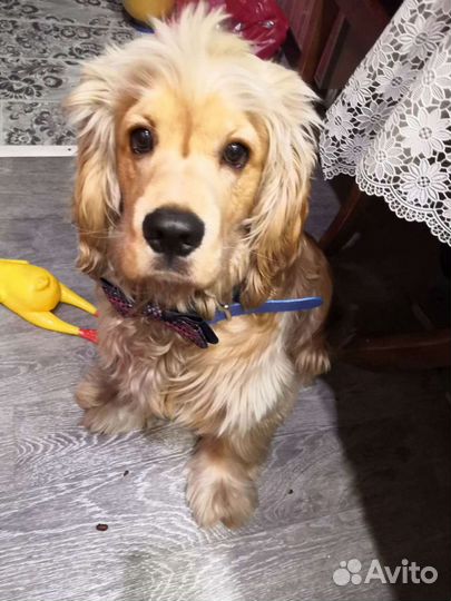 Кокер спаниель, вязка, развязан