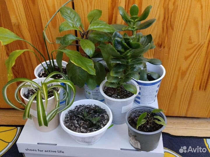 Комнатные цветы