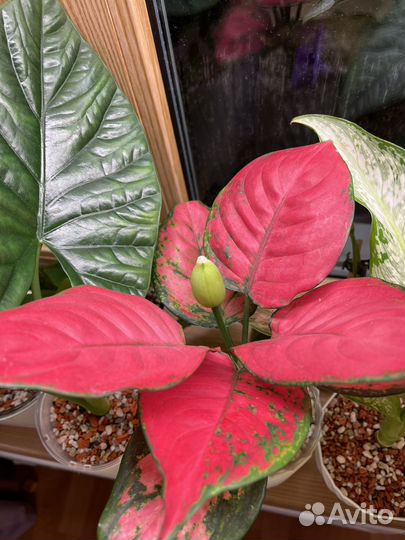 Аллоказия Аглаонема