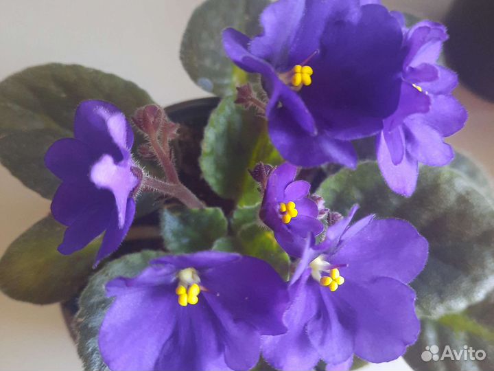 Фиалка в горшках