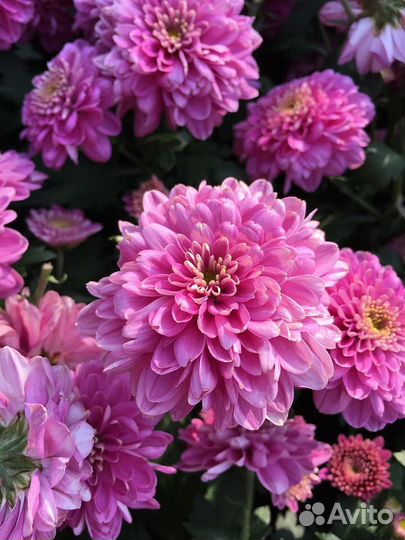 Саженцы Хризантемы зимостойкой