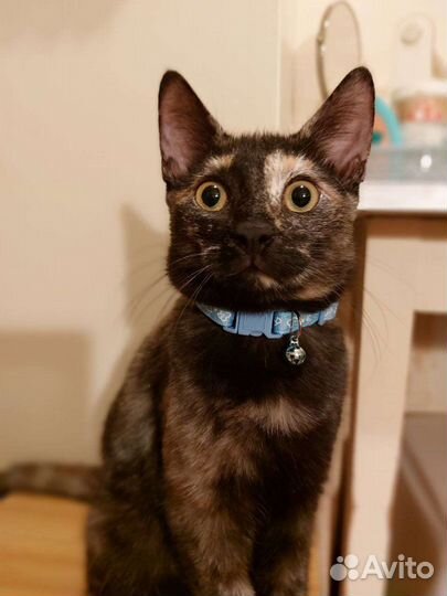 Кошка Пикачу 9 месяцев в дар