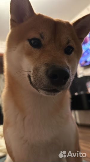 Вязка сиба ину