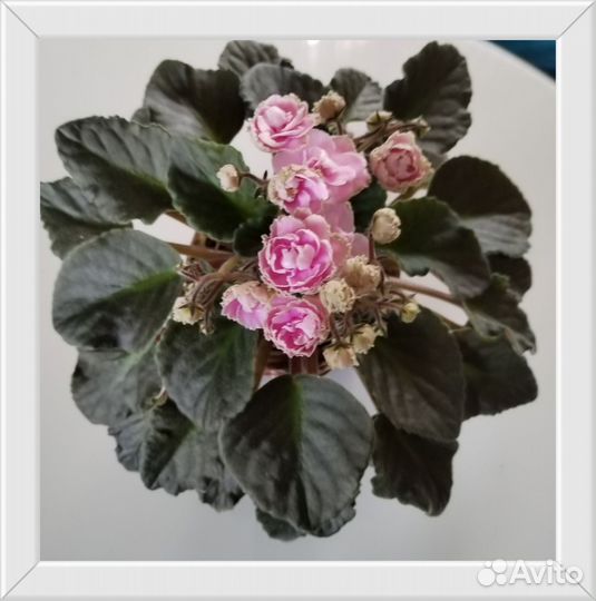 Сортовые фиалки цветущие